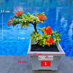 Tanaman Hias Soka Mini Asoka Jepang Ixora Orange Jambon SM0-1525