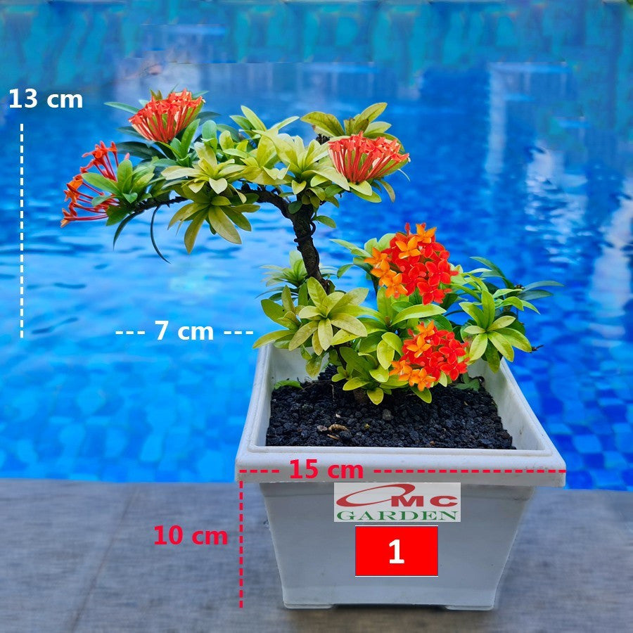 Tanaman Hias Soka Mini Asoka Jepang Ixora Orange Jambon SM0-1525