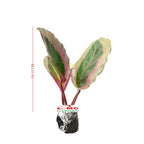 Tanaman Hias Calathea Crimson Roseopicta X Kalatea Kalathea Calatea Black Lipstik Lipstick