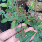 Tanaman Bibit Ulmus Micro Bahan Bonsain Ulmus Mikro Elm Cina 1020