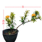 Tanaman Hias Bonsai Mame Soka Mini Asoka Jepang Ixora Orange B-SMO