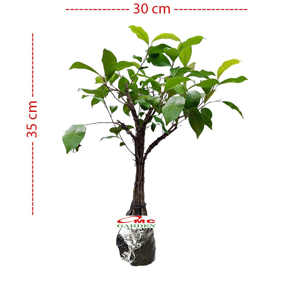 Bonsai Beringin Lokal Local Iprik Kimeng Ficus Microcarpa B-BR-005