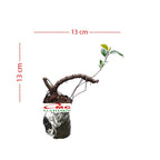 Bonsai Beringin Lokal Local Iprik Kimeng Ficus Microcarpa B-BR-005
