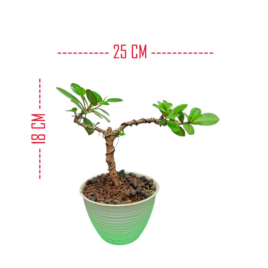 Tanaman Hias Pohon Bnsae Bonsai Mame Beringin Korea Mini Dolar B-BK-023