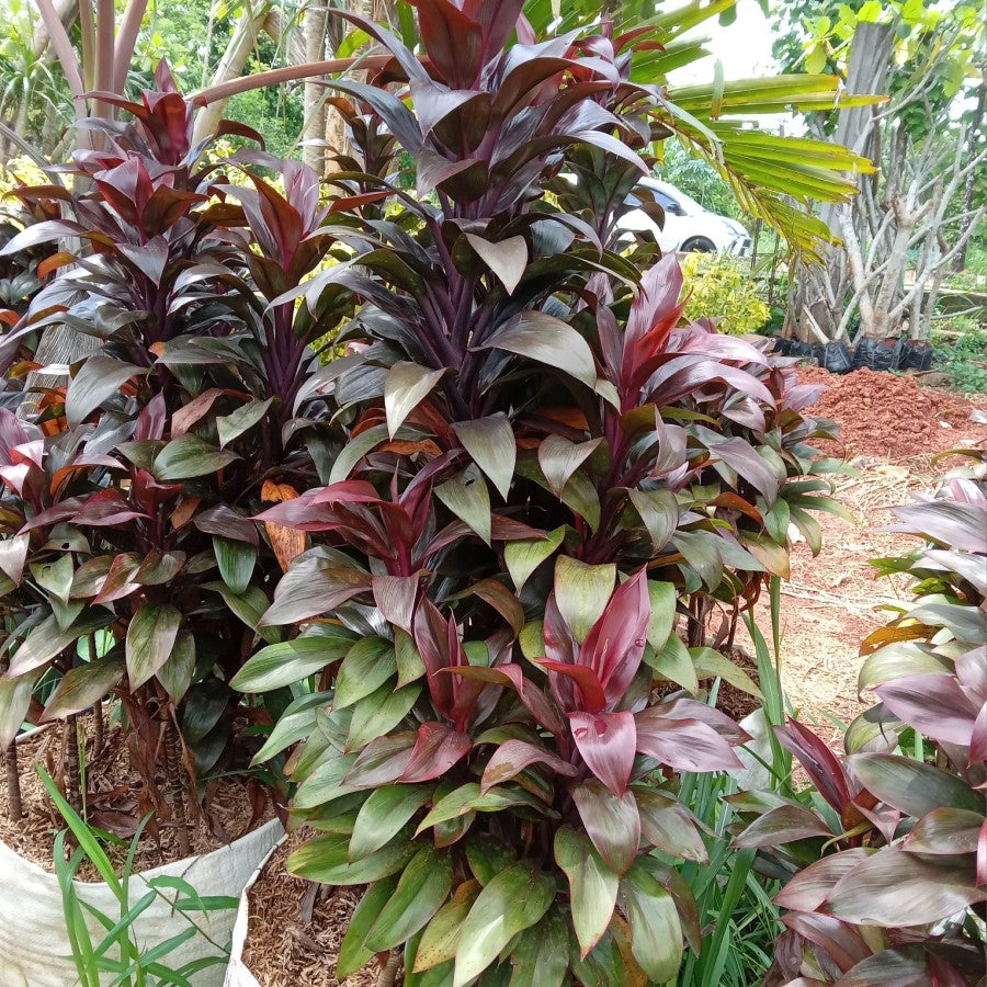 Bibit Tanaman Hias Hanjuang Merah Mini Andong Merah Mini Tanaman Hamjuang Daun Merah Mini