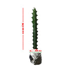 Euphorbia Lactea Hijau Kaktus Sukulen Cristata 1020