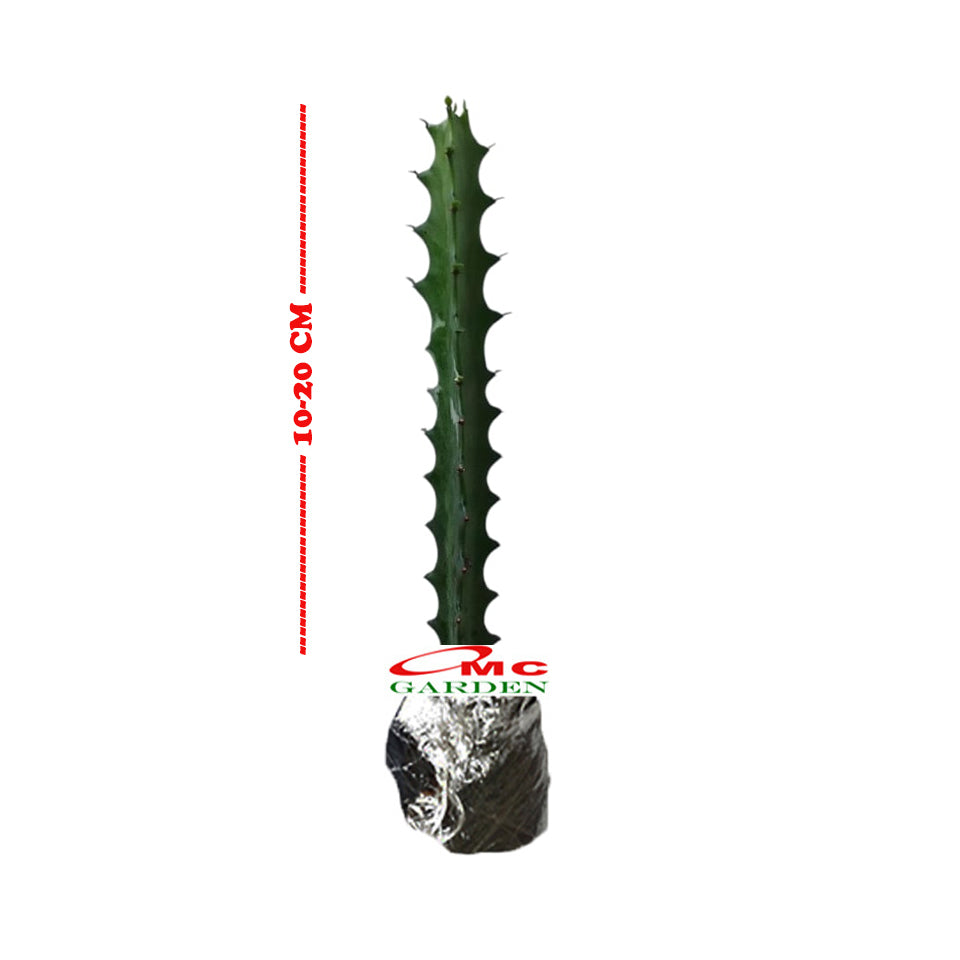 Euphorbia Lactea Hijau Kaktus Sukulen Cristata 1020