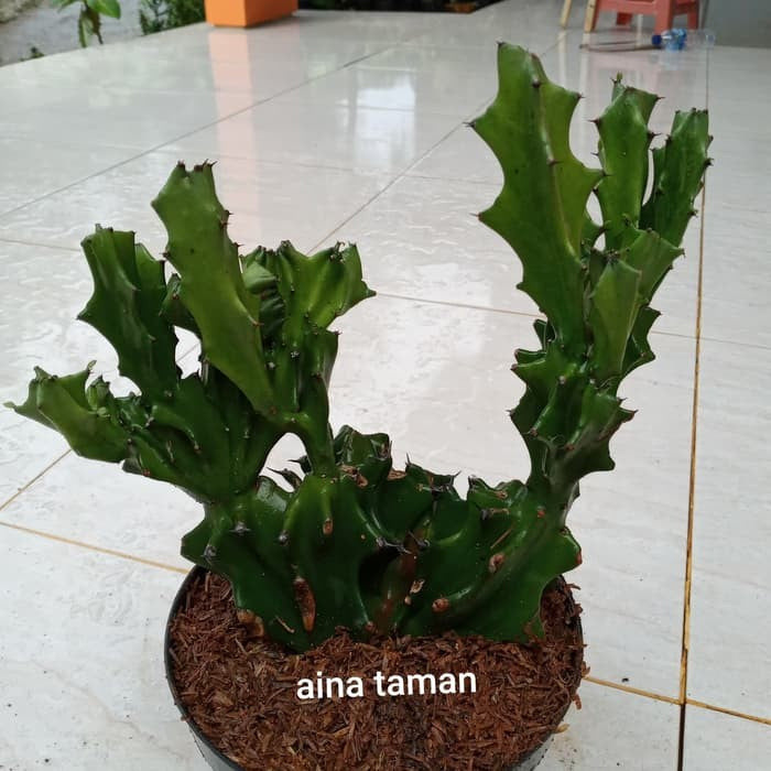 Euphorbia Lactea Hijau Kaktus Sukulen Cristata 1020