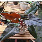 Philodendron Dark Lord/Philo DarkLord Houseplant Tanaman Hias 2030