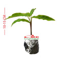 tanaman hias calathea rufibarba/Bibit Calathea Rufibarba Kalatea 1020