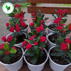 Tanaman Hias Kaktus Mahkota Duri Euphorbia - Pohon Euphorbia 2030