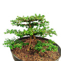 Bonsai Bonsae Sancang Premna Microphylla 003