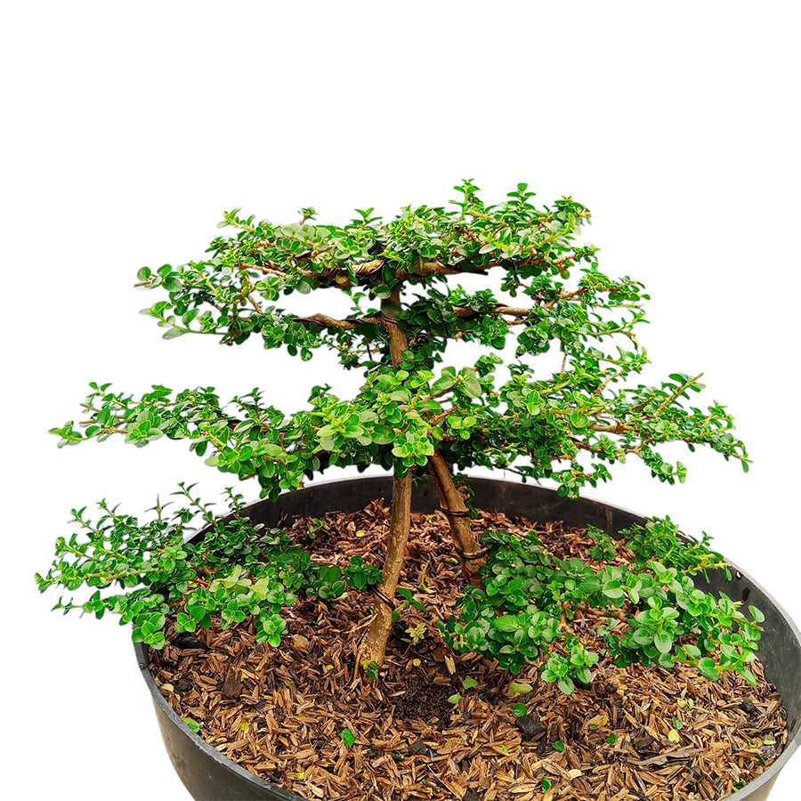 Bonsai Bonsae Sancang Premna Microphylla 003