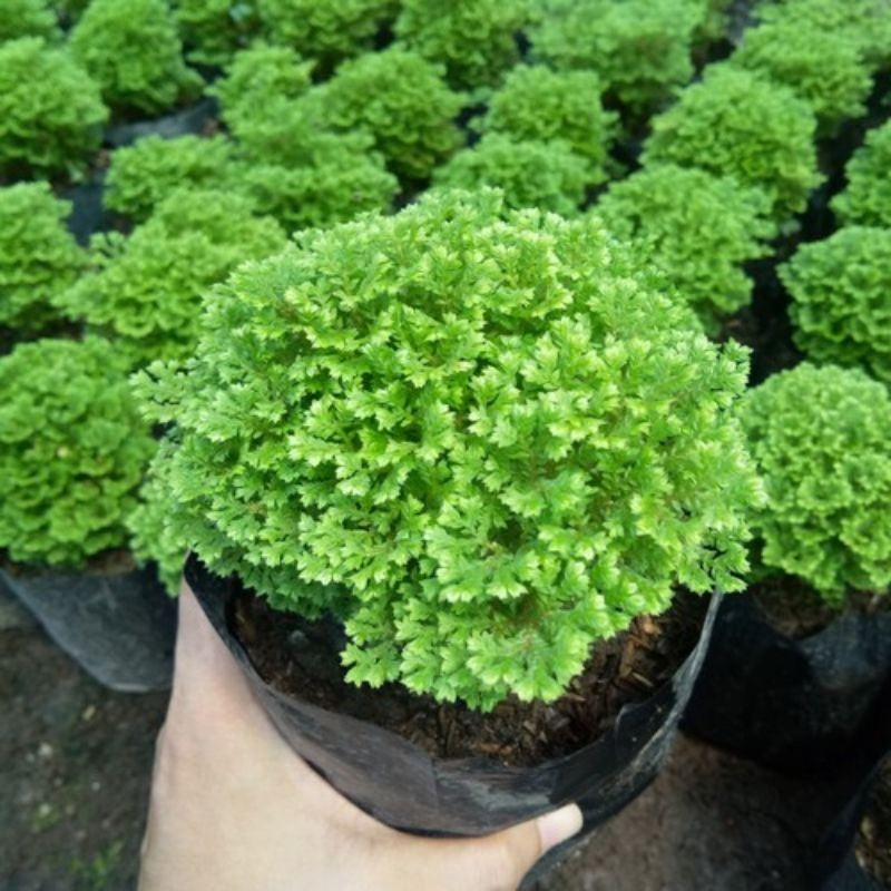Tanaman Hias Lumut Ambon Moss Ambon Bunga Rumput Papua 1 pot