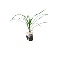 Tanaman Hias Jaburan - Rumput Jaburan Alang - Alang Hijau Kucai ( ophiopogon jaburan vittatus ) 1020