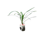 Tanaman Hias Jaburan - Rumput Jaburan Alang - Alang Hijau Kucai ( ophiopogon jaburan vittatus ) 1020