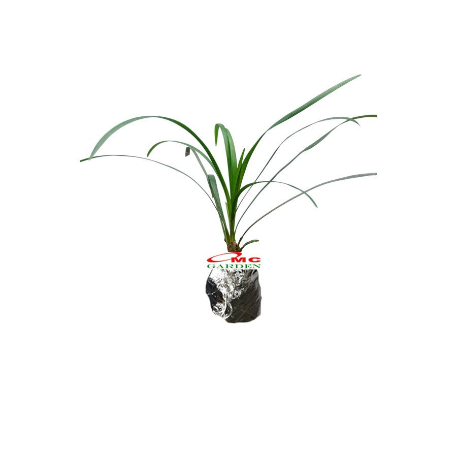 Tanaman Hias Jaburan - Rumput Jaburan Alang - Alang Hijau Kucai ( ophiopogon jaburan vittatus ) 1020