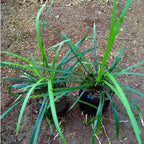 Tanaman Hias Jaburan - Rumput Jaburan Alang - Alang Hijau Kucai ( ophiopogon jaburan vittatus ) 1020