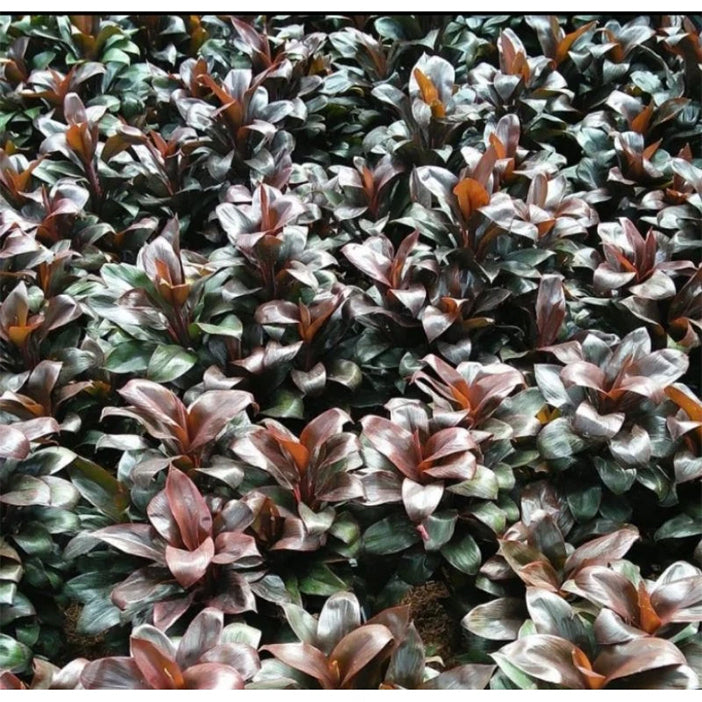 Bibit Tanaman Hias Hanjuang Merah Mini Andong Merah Mini Tanaman Hamjuang Daun Merah Mini