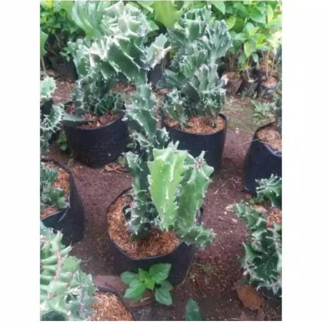 Euphorbia Lactea Hijau Kaktus Sukulen Cristata 0510
