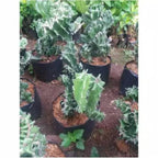 Euphorbia Lactea Hijau Kaktus Sukulen Cristata 0510