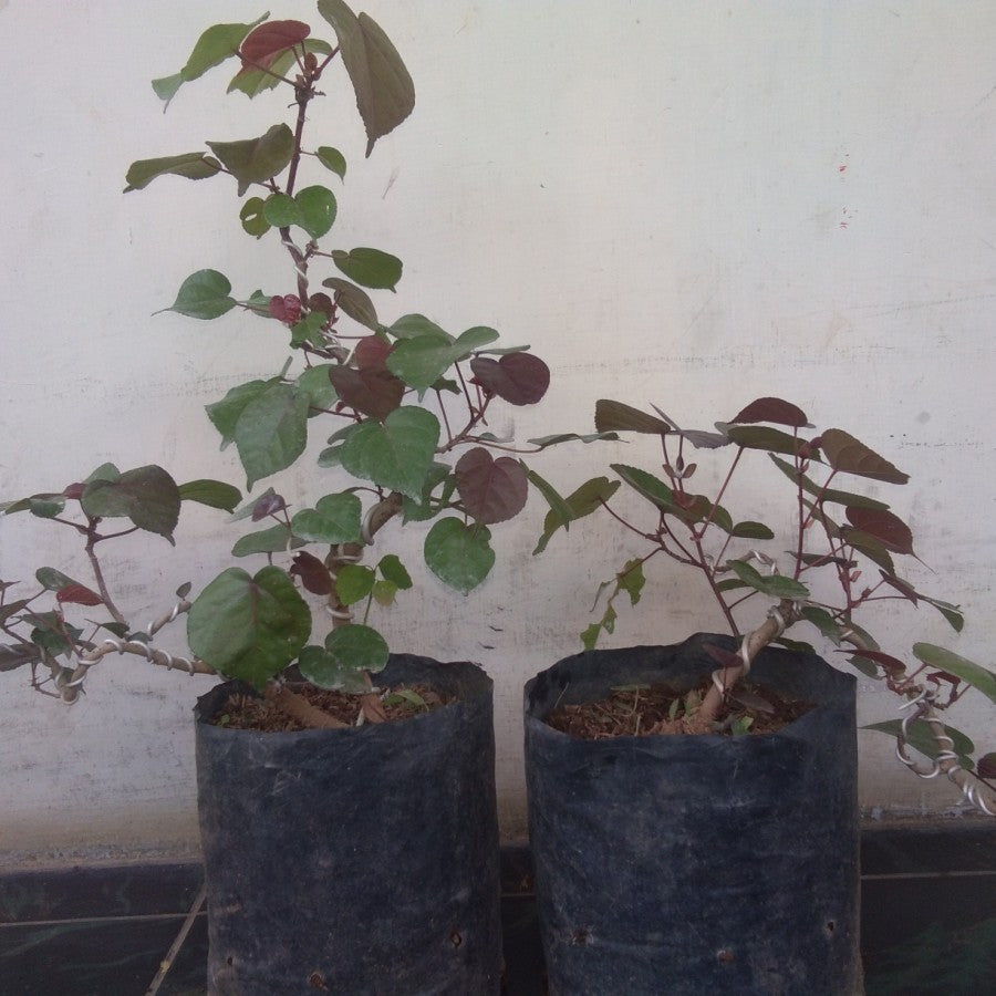Tanaman Hias Bibit Bahan Bonsai Waru Merah Pohon Waru Merah Super Red 1020