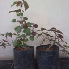 Tanaman Hias Bibit Bahan Bonsai Waru Merah Pohon Waru Merah Super Red 1020