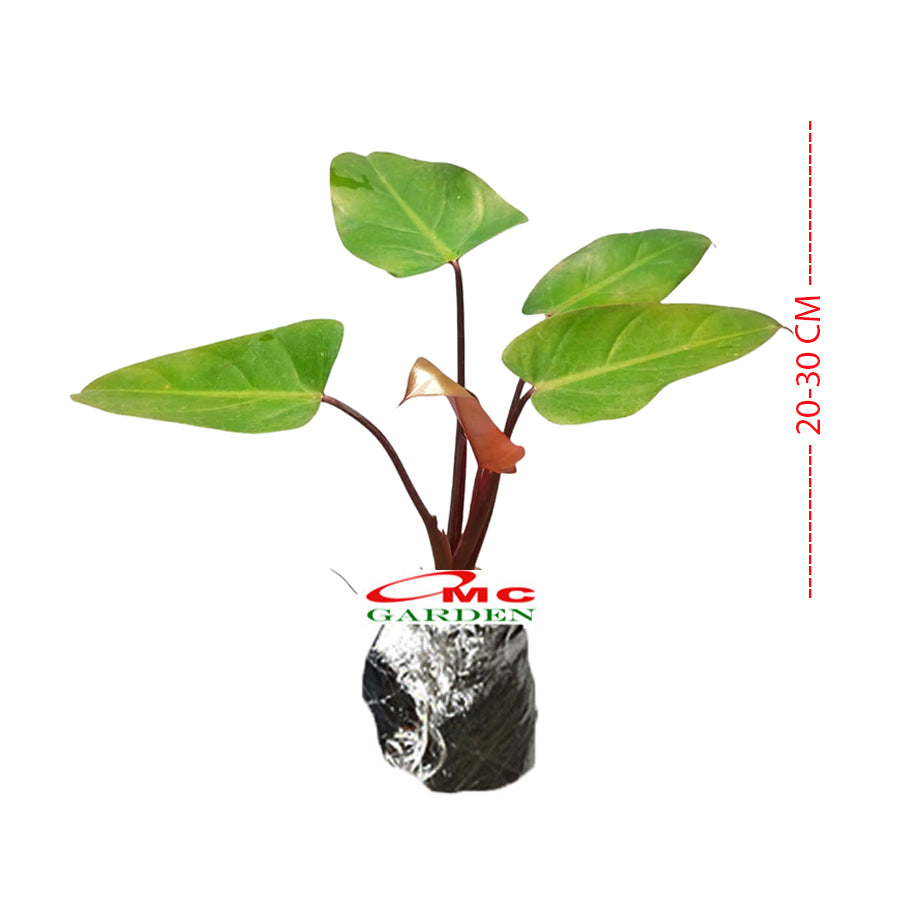 Philodendron Dark Lord/Philo DarkLord Houseplant Tanaman Hias 2030