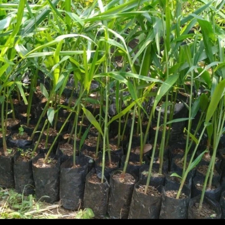 Bibit Jahe - Benih Pohon Obat Herbal - Rimpang Jahe Cabutan Unggul dan Super - cabutan /batang 20-30