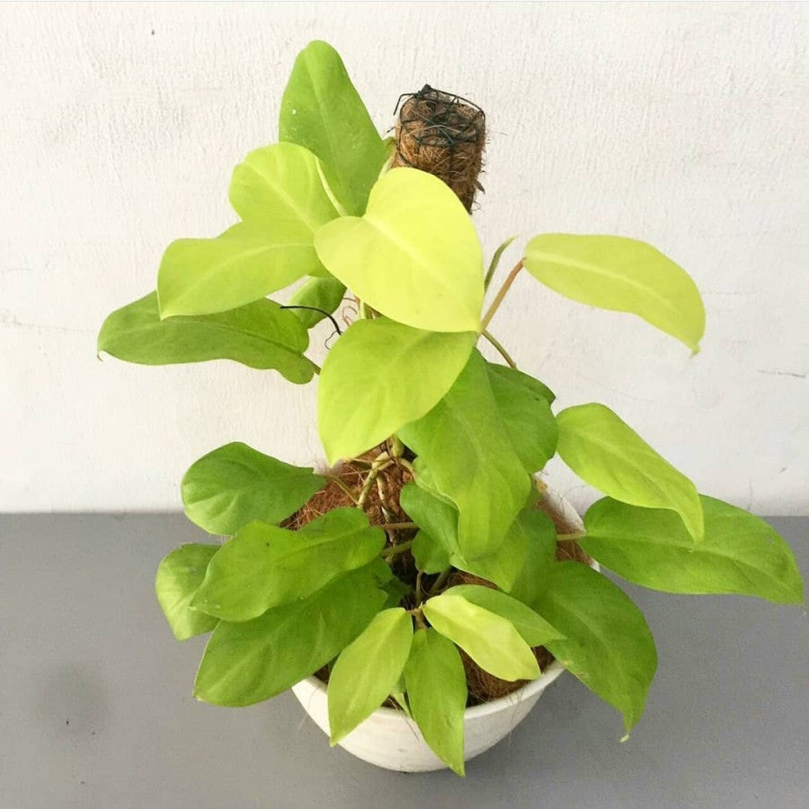 Tanaman hias sirih gading centong kuning - sirih gading lemon 1 Pot
