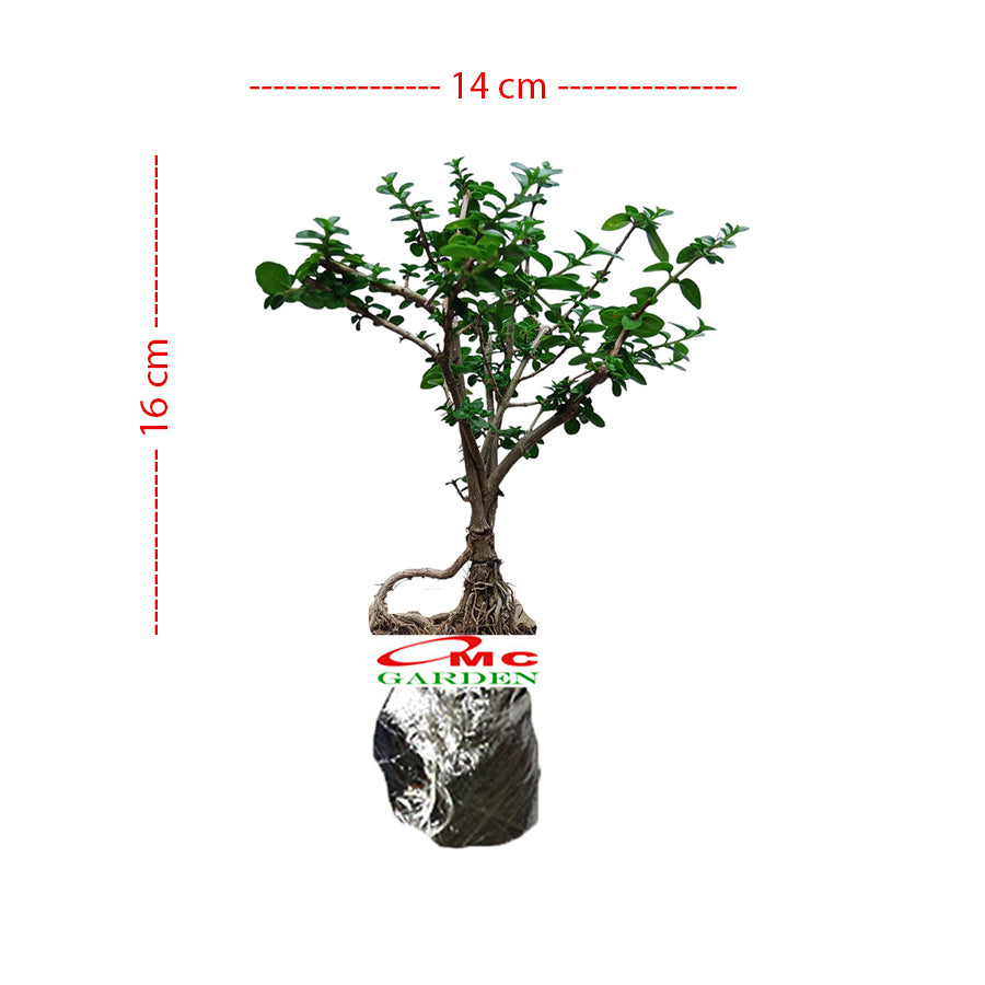 Bonsai Bonsai Sancang Premna Microphylla 004