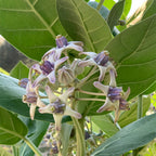Tanaman Bibit Biduri Bunga Biduri Bibit Widuri Calotropis 2030