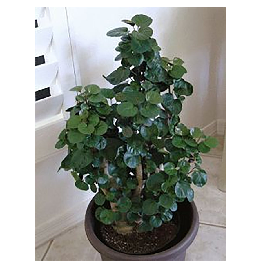 Bonsai Bonsae Mangkok Mangkokan Tanaman Obat Herbal Hias