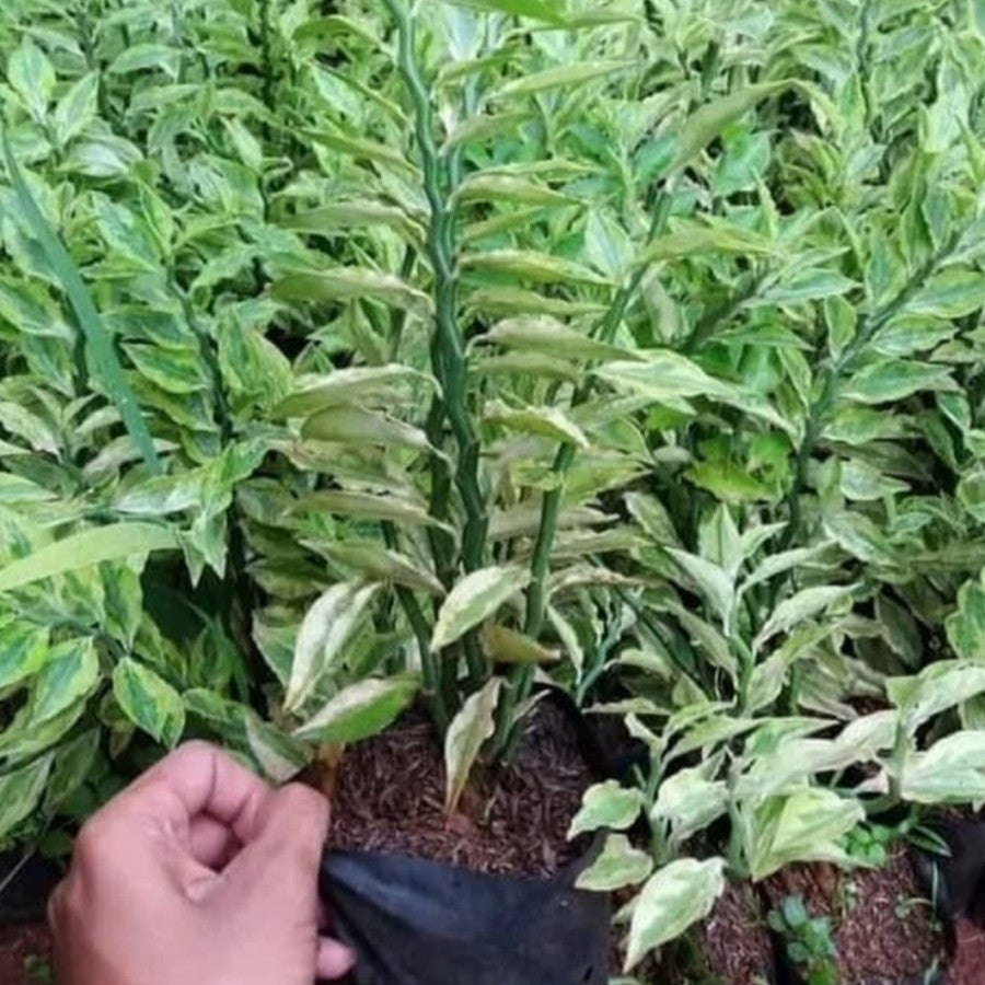 Tanaman Bonsae Bonsai Zig Zag Zigzag Plant Patah Tulang Euphorbia B-ZZ-J1-001