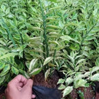 Tanaman Bonsae Bonsai Zig Zag Zigzag Plant Patah Tulang Euphorbia B-ZZ-J1-001