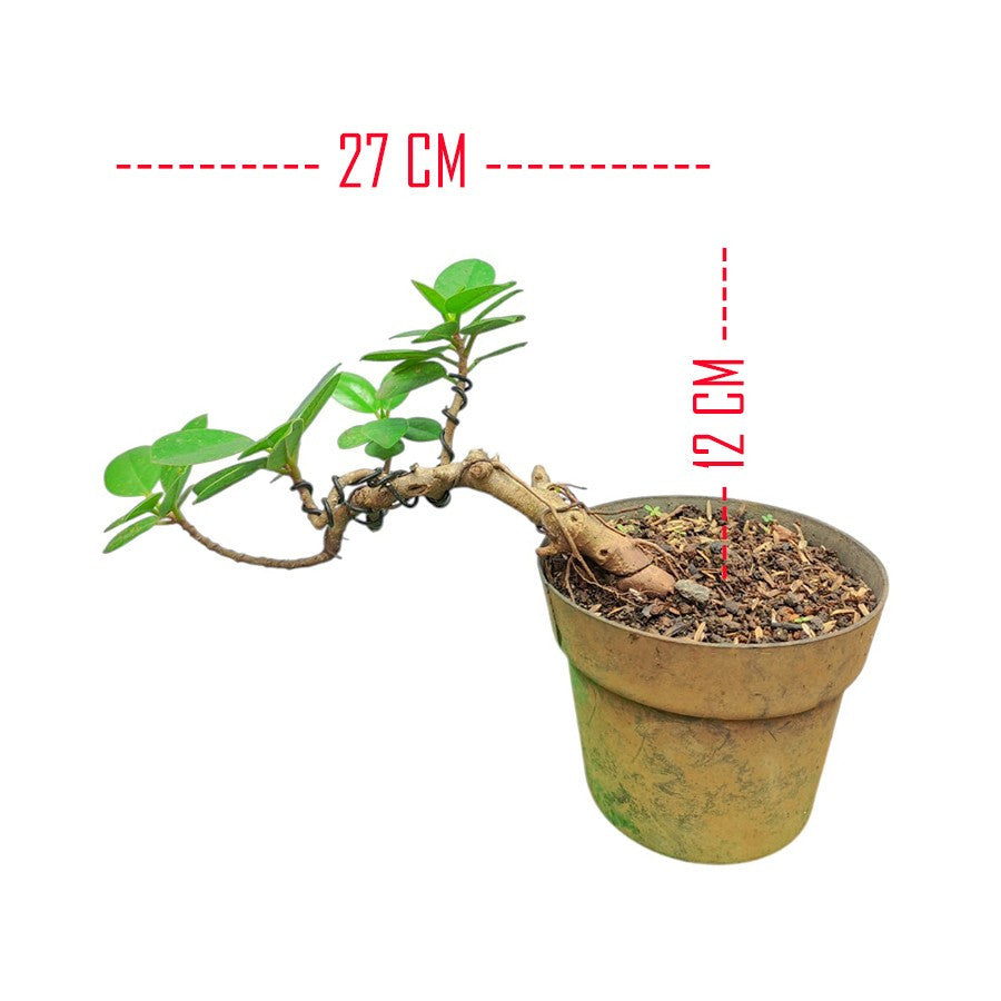 Tanaman Hias Pohon Bnsae Bonsai Mame Beringin Korea Mini Dolar B-BK-023