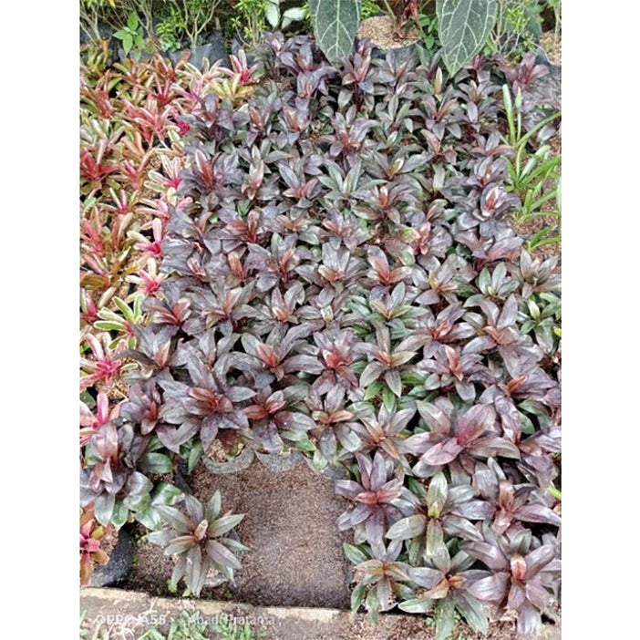 Bibit Tanaman Hias Hanjuang Merah Mini Andong Merah Mini Tanaman Hamjuang Daun Merah Mini
