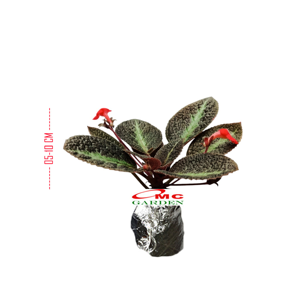 Tanaman Hias Episcia Cupreata Begonia Beludru Coklat Silver Gantung Penutup Tanah EP-CS