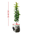 Tanaman Hias Soka Mini Asoka Jepang Ixora Orange Jambon SM0-3040