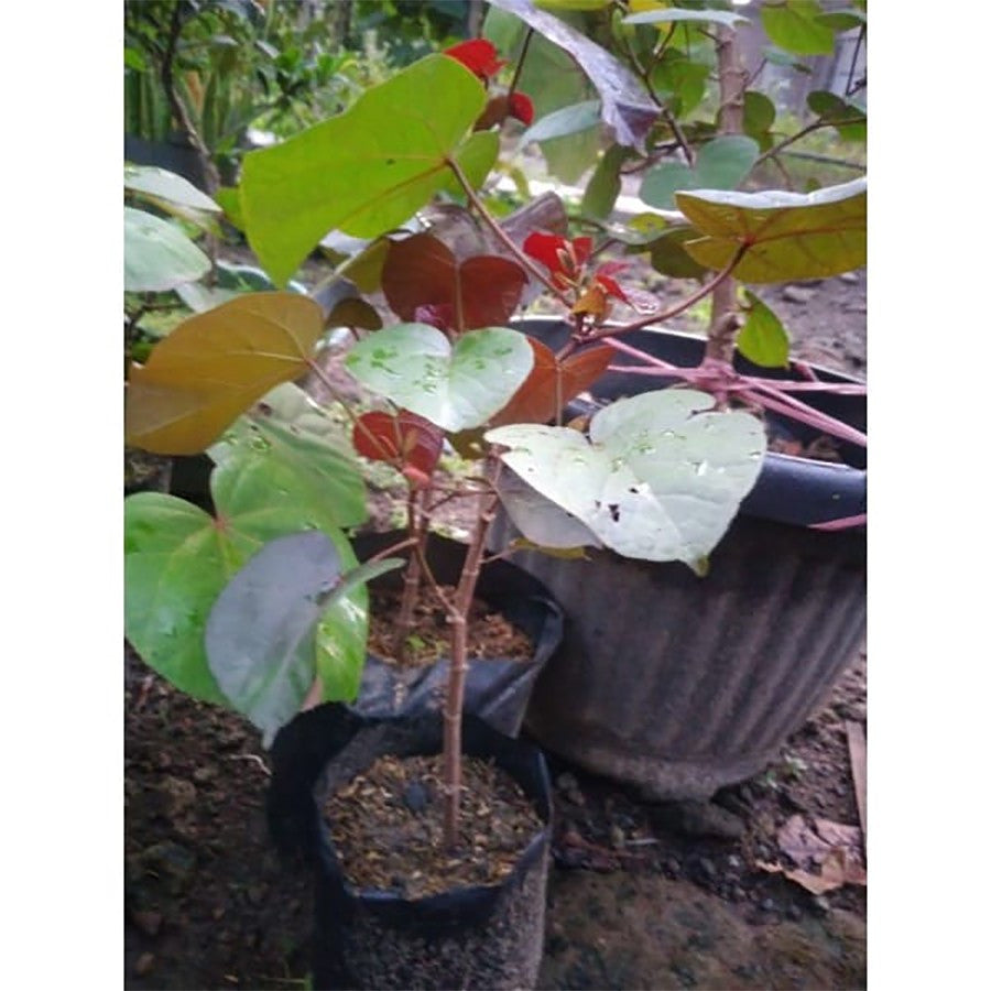 Tanaman Hias Bibit Bahan Bonsai Waru Merah Pohon Waru Merah Super Red 1020