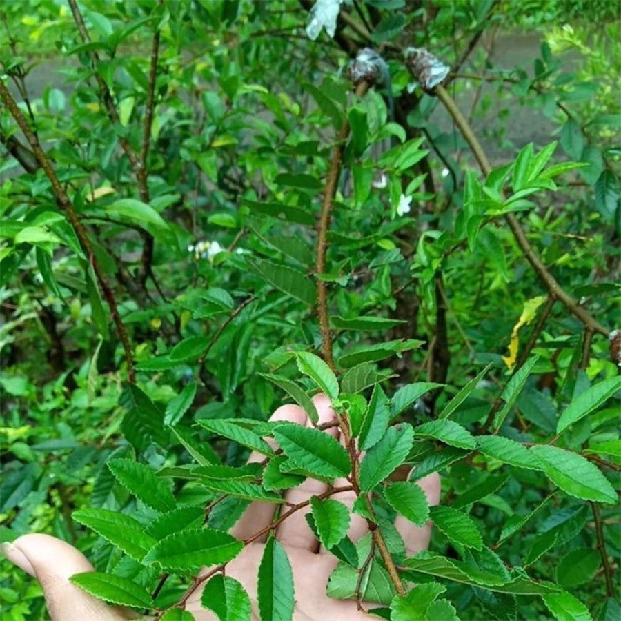 Tanaman Bibit Ulmus Micro Bahan Bonsain Ulmus Mikro Elm Cina 2030
