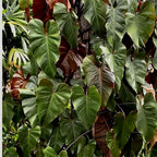 Philodendron Dark Lord/Philo DarkLord Houseplant Tanaman Hias 2030