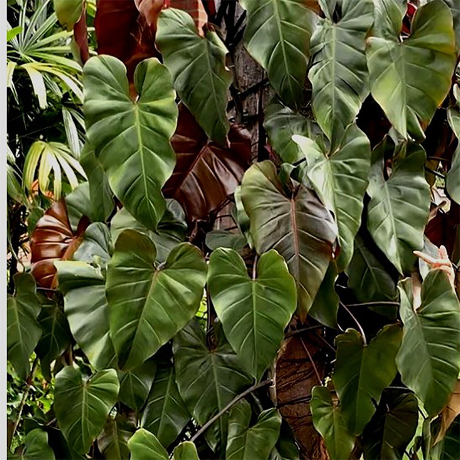 Philodendron Dark Lord/Philo DarkLord Houseplant Tanaman Hias 2030