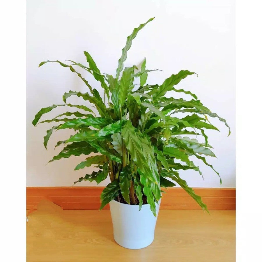 tanaman hias calathea rufibarba/Bibit Calathea Rufibarba Kalatea 1020