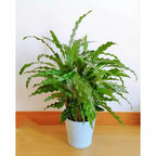 tanaman hias calathea rufibarba/Bibit Calathea Rufibarba Kalatea 1020