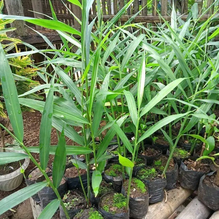 Bibit Bonggol Jahe Benih Pohon Obat Herbal - Rimpang Jahe Cabutan Unggul dan Super - cabutan /batang 20-30