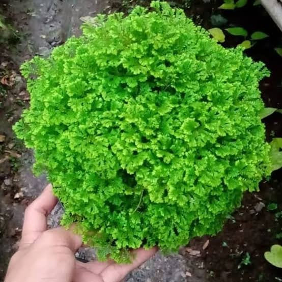 Tanaman Hias Lumut Ambon Moss Ambon Bunga Rumput Papua 1 pot