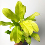 Tanaman hias sirih gading centong kuning - sirih gading lemon 1 Pot