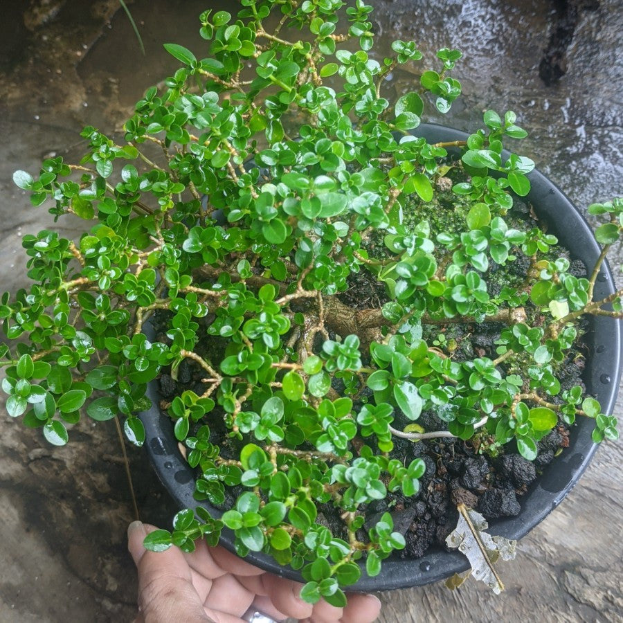 Bibit Bahan Bonsai Bonsae Sancang Premna Microphylla 1020
