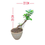 Tanaman Hias Pohon Bnsae Bonsai Mame Beringin Korea Mini Dolar B-BK-023